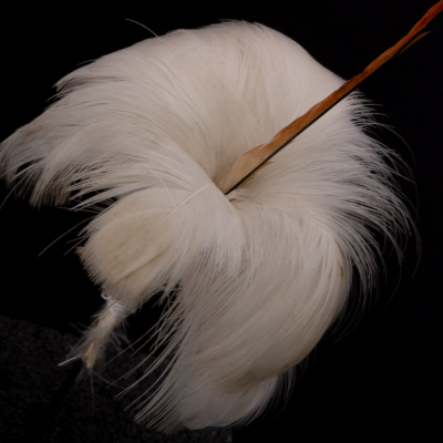 Amokura tail feather